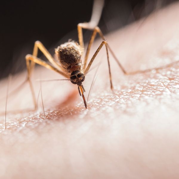 Natuurlijk verdedigen tegen muggen